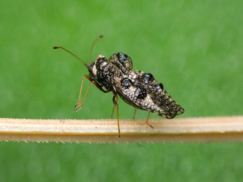 Dictyla rotundata (Herrich-Schäffer, 1835)